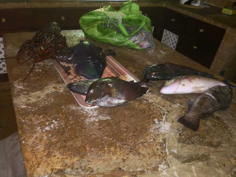 Fish on a kitchen counter