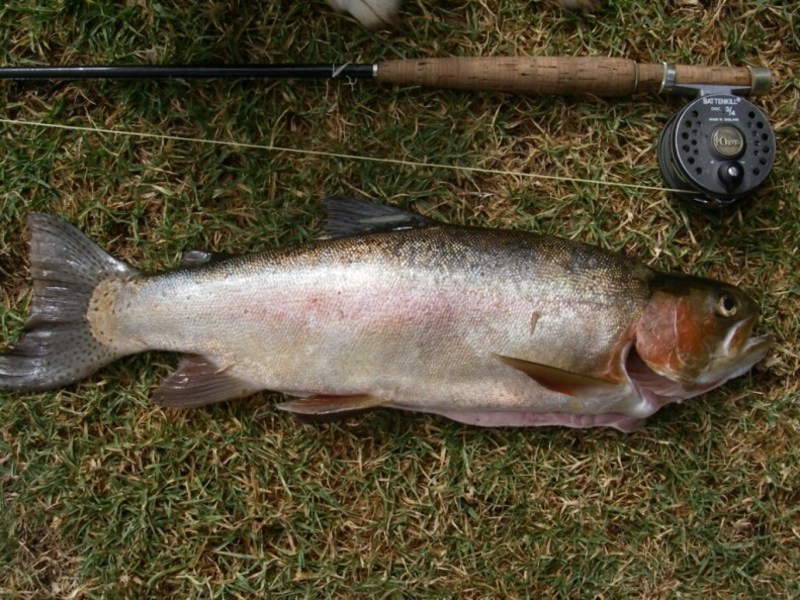 Trout fish and a fishing rod
