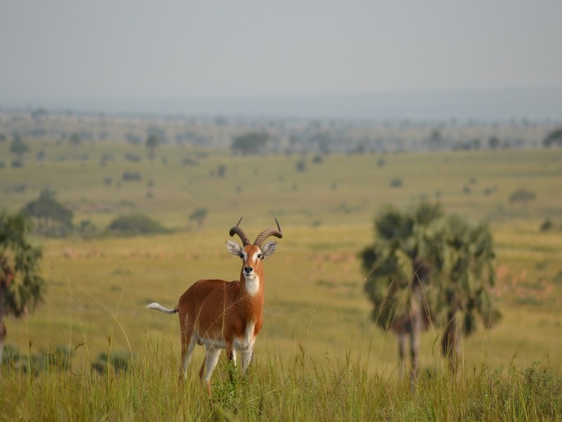 Gazelle on the plains of Africa