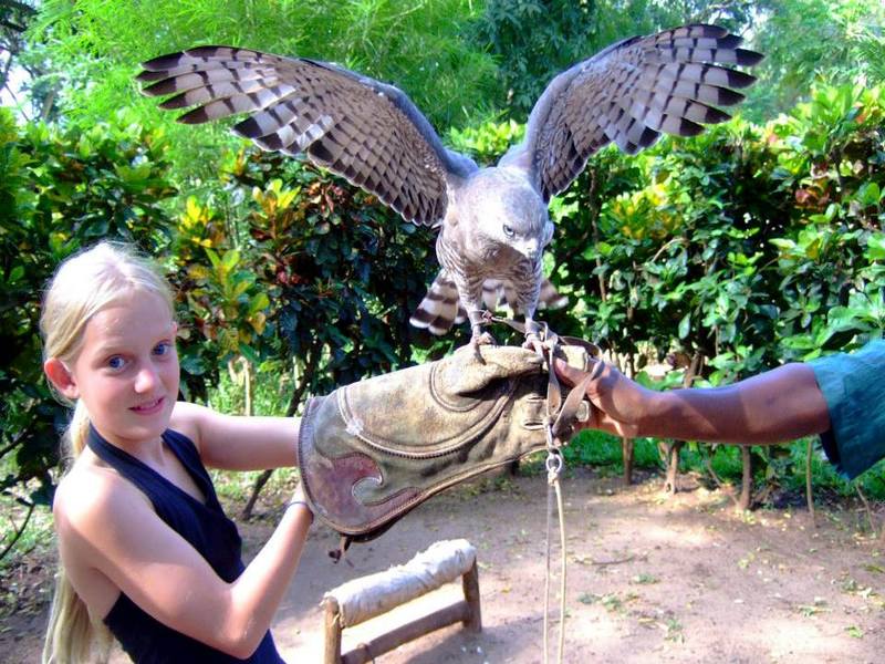 Girl holding a falcon