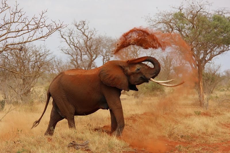 Elephant throwing up dust