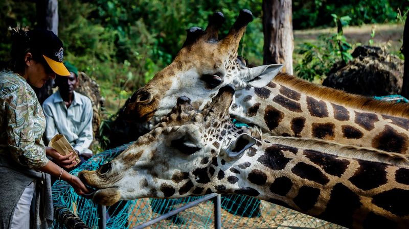 Tourist feeding a giraffe