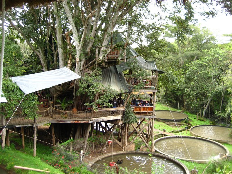 Trout Tree Restaurant, Nanyuki.