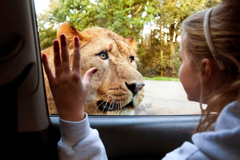 Kid watching Lioness from car window