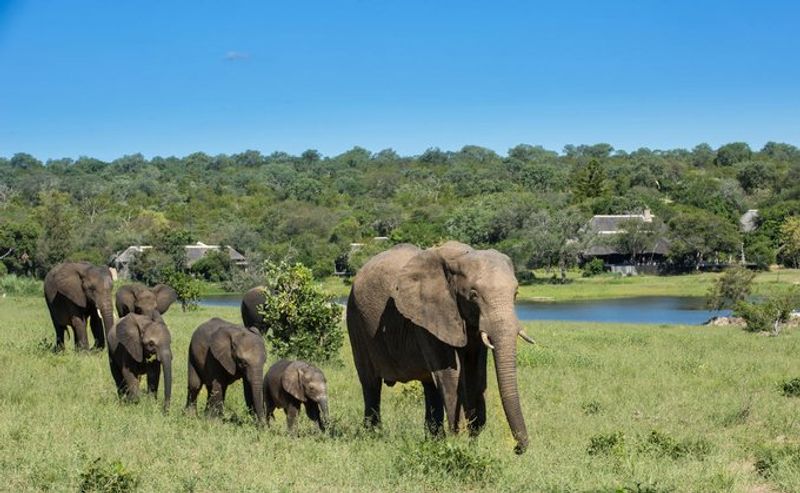 Elephants in the wilderness