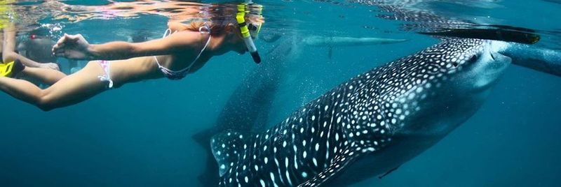 Snorkeling next to a whale shark in Thanda Island