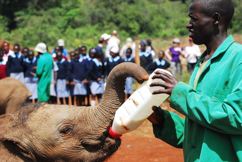 Volunteer feeding baby elephant