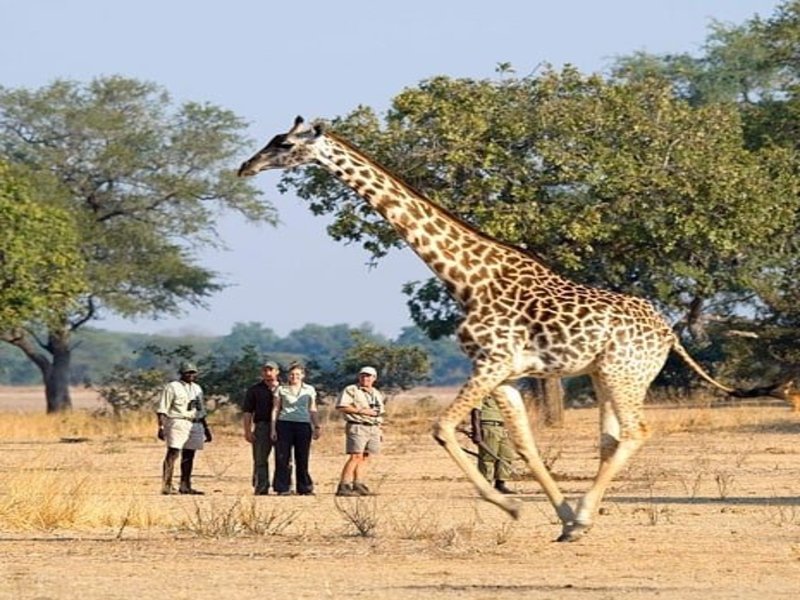 Walking safari in Tanzania
