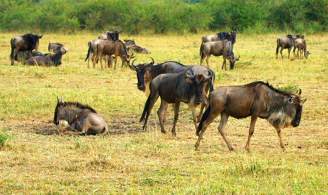 Maasai Mara National Reserve1