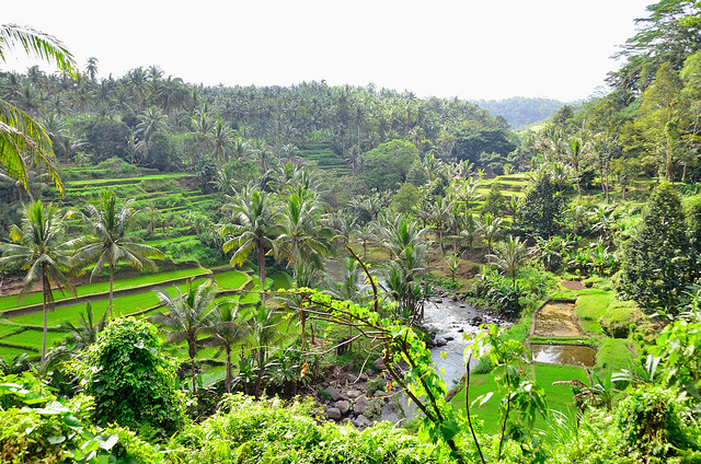 Rice and Banana Plantation, Bali