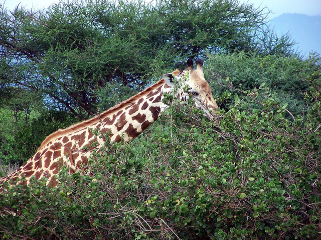 Safari Tsavo East National Park Kenya