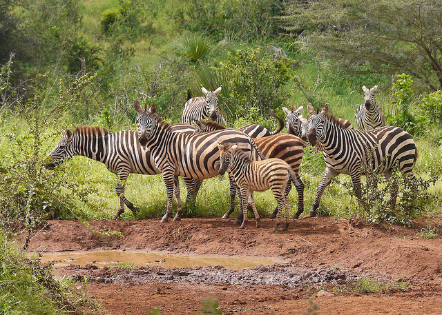 Zebra @Meru National Park