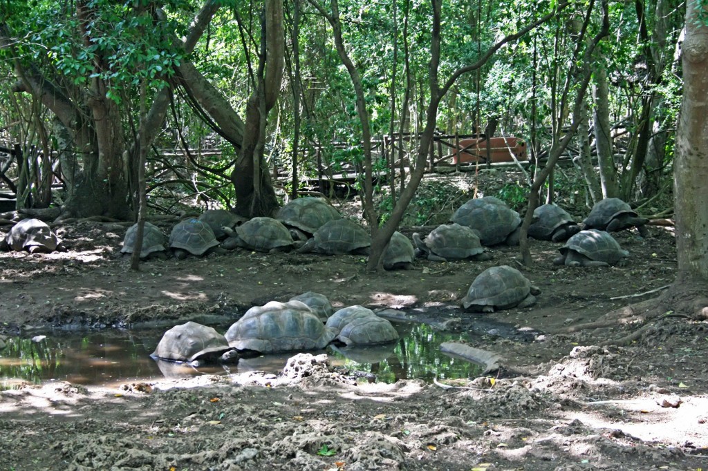 Aldabra Giant Tortoise on Changuu