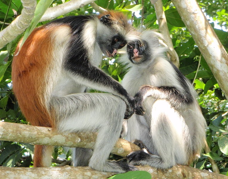 Red Colobus Monkeys in Jozani Forest