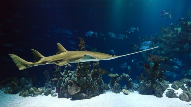 Two Oceans Aquarium SA