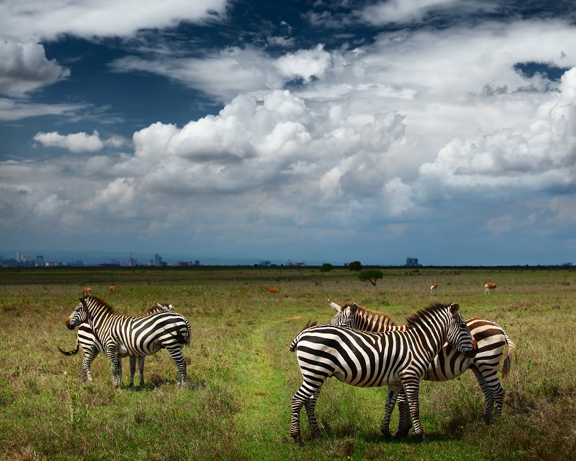 Zebras in savanna of Nairobi National Park. Nairobi skyline is v