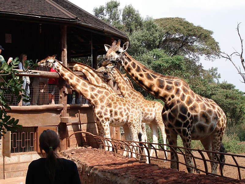 giraffecenter, Nairobi