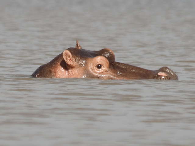 hippo-point