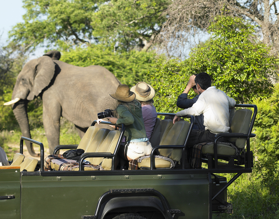 People on safari watching elephant