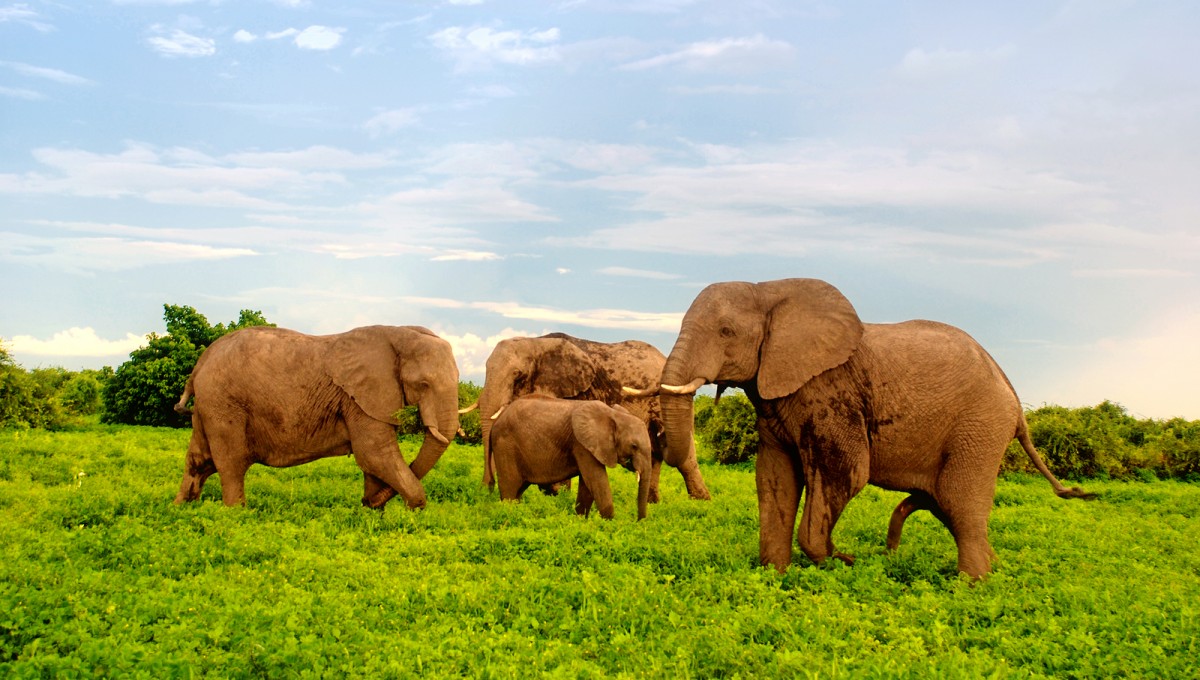 African Elephants In Bush Savannah. Botswana, Africa.
