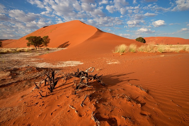 Desert landscape with  grasses, red sand dunes and African Acaci