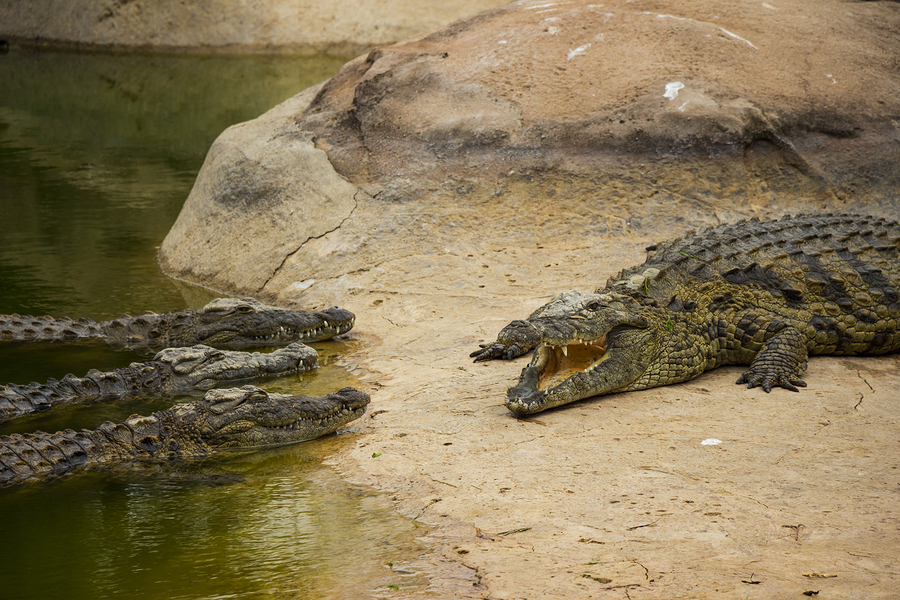Nile Crocodiles