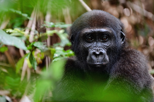 The Western Lowland Gorilla