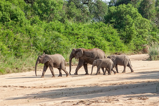 Wild Herd Of Elephants Come To Drink In Africa In National Kruge
