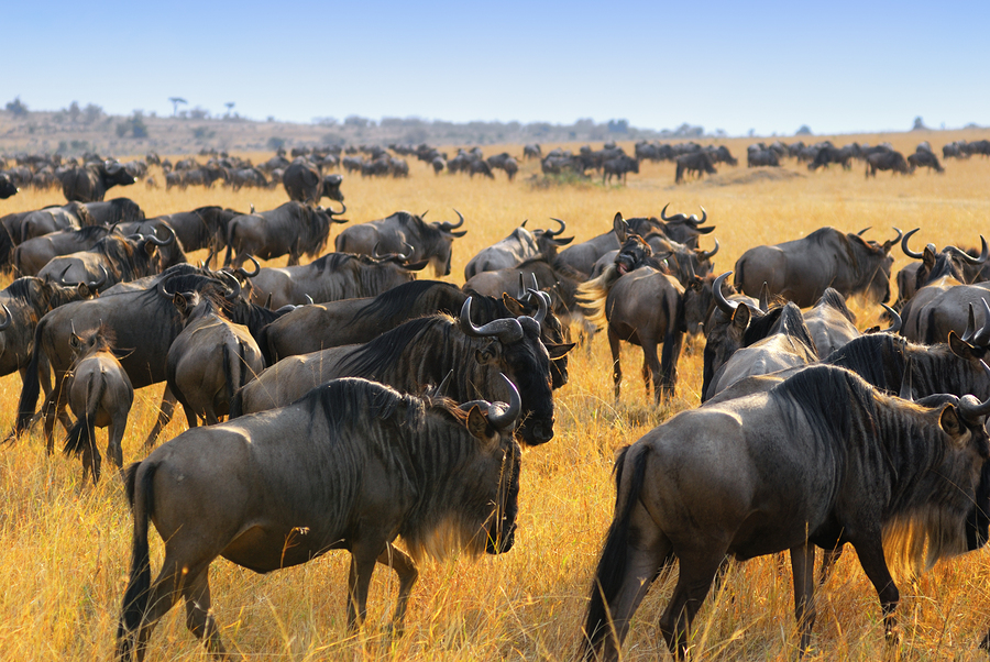 Wildebeest Antelopes In The Savannah