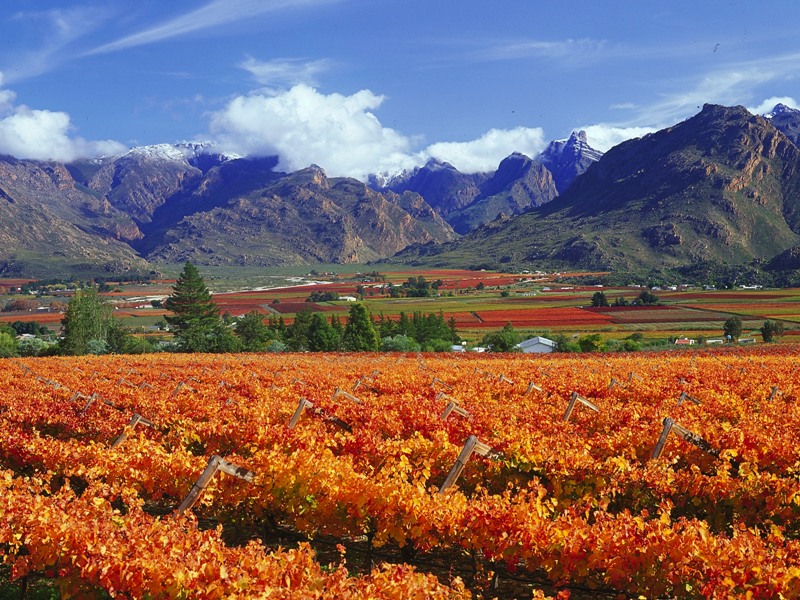 The Winelands