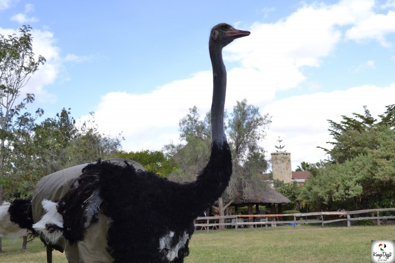 Maasai Ostrich Farm