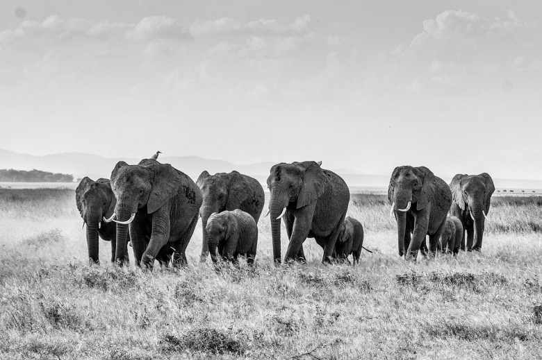 african-bush-elephant-283867_1280