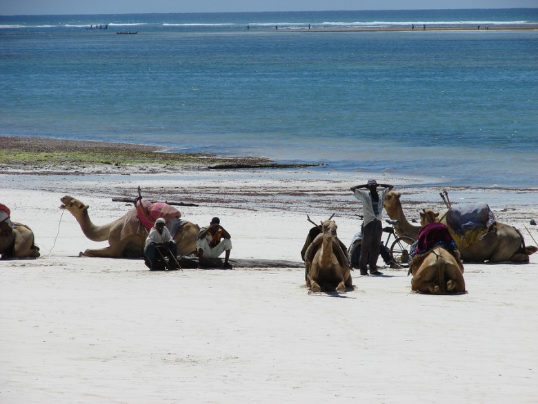Rest Of People And Camels
