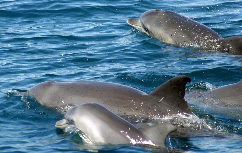 Dolphins in Wasini