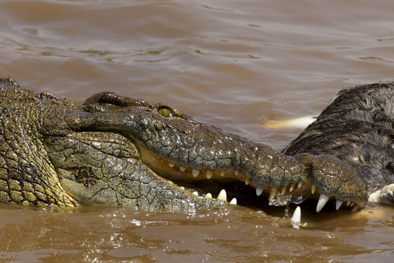 Nile Crocodile (Crocodylus niloticus) feeding on dead Wildebeest