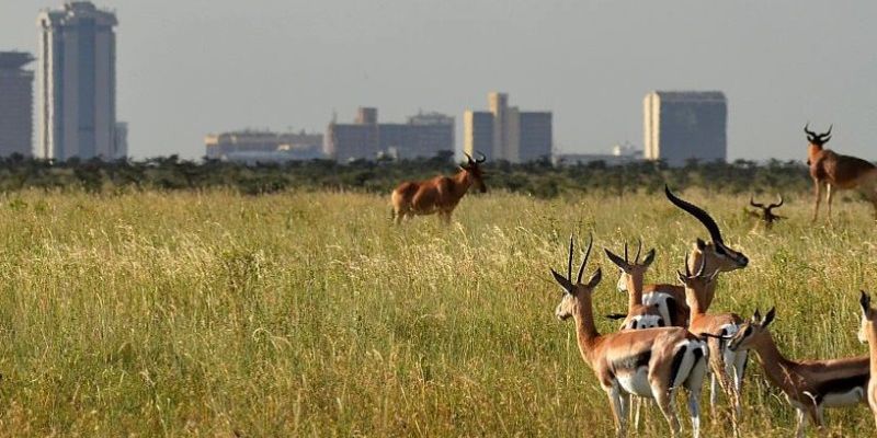Gazelles with the Nairobi City skyline in the background