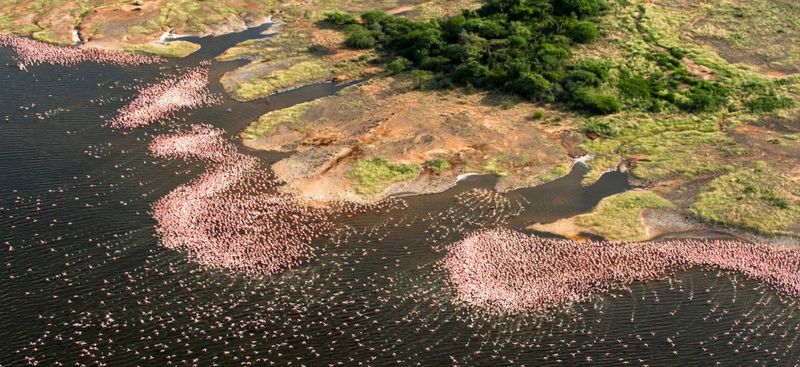 Aerial view of Flamingoes