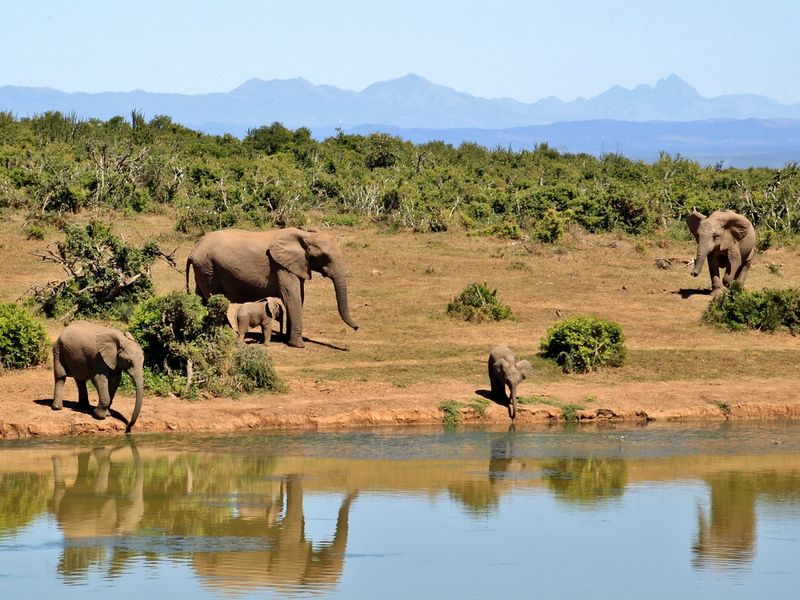 Elephants at a watering hole with Mt. Kenya in the background