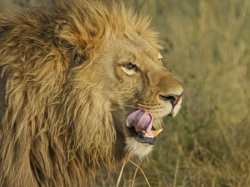 Close-up image of a Lion