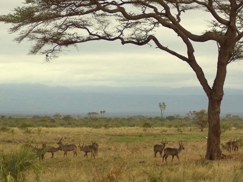 Image of Kudus in Meru National Park