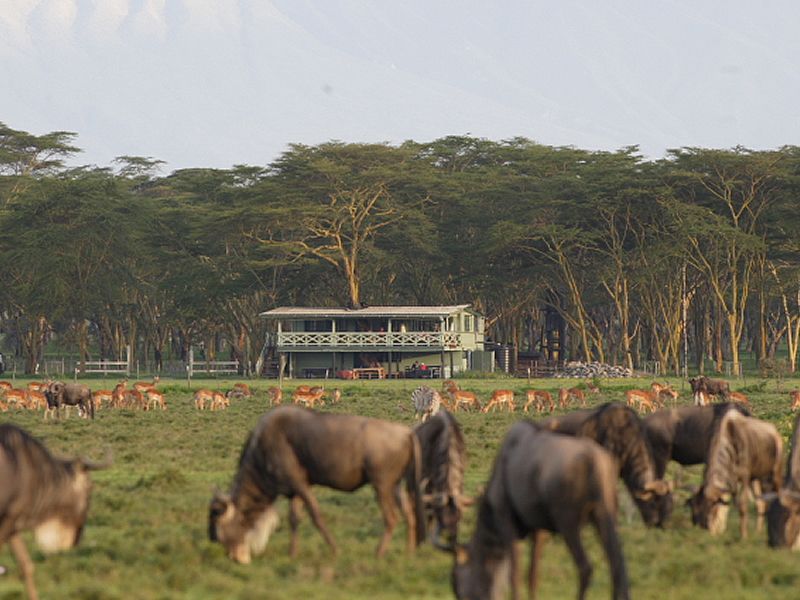 Wildebeest at Sanctuary Farm, Naivash