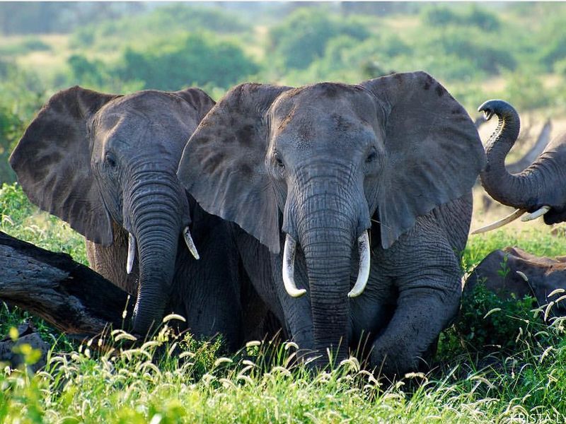 Elephants facing the photographer