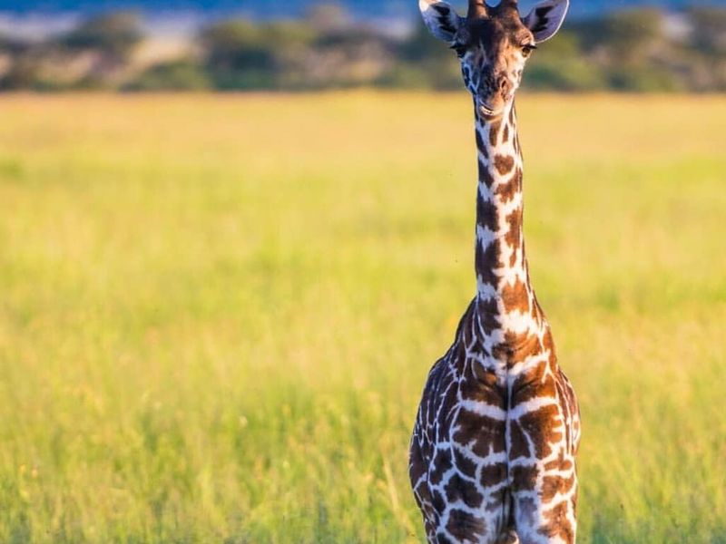 Giraffe upclose