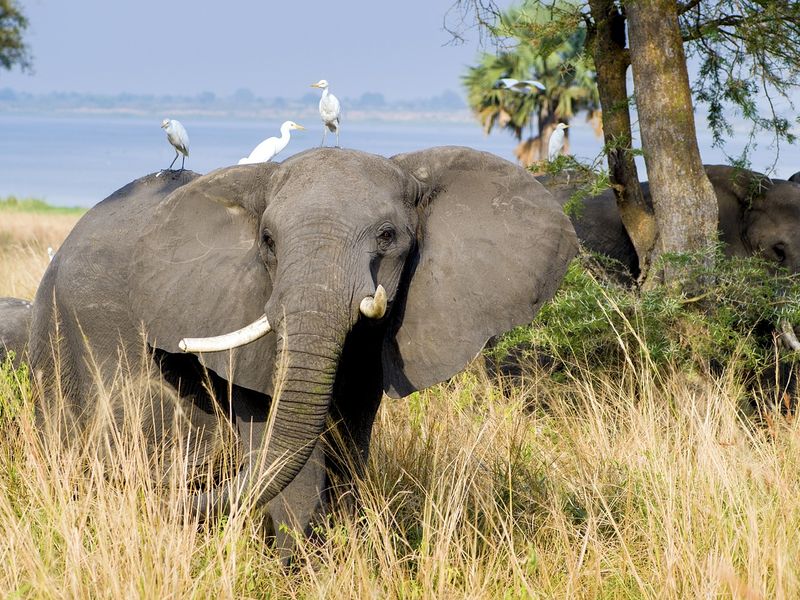 Elephants in tall grass