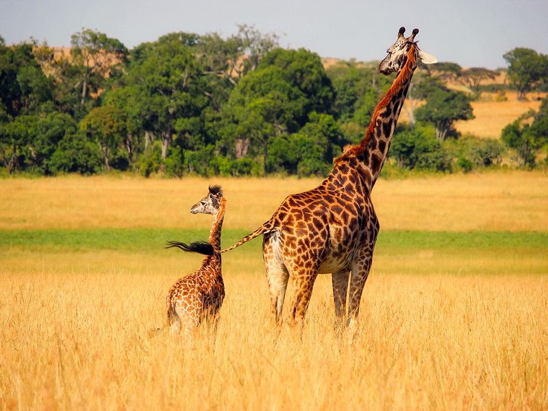 Giraffe and calf in the savannah