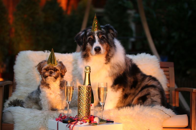 Dogs celebrating New Year's Eve
